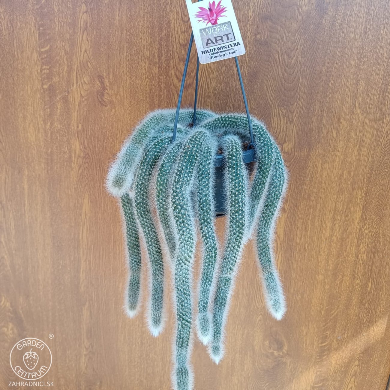 Obrázok Kaktus (Cleistocactus colademononis) ´MONKEY TAIL´ - dĺžka 30-40 cm. kont. C1L - závesný kvetináč